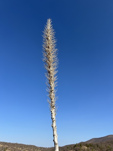 Dasylirion gentryi