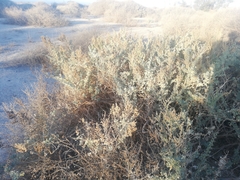 Atriplex atacamensis