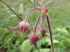 Geum triflorum