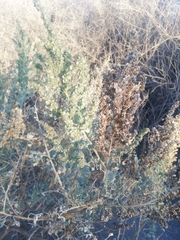 Atriplex atacamensis