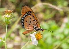 Acraea terpsicore