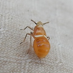Pissonotus