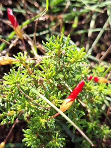Image of Oxalis tenuifolia by (c) Adele SL, some rights reserved (CC BY)