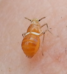 Pissonotus