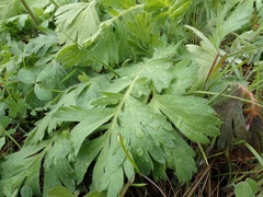Geum triflorum