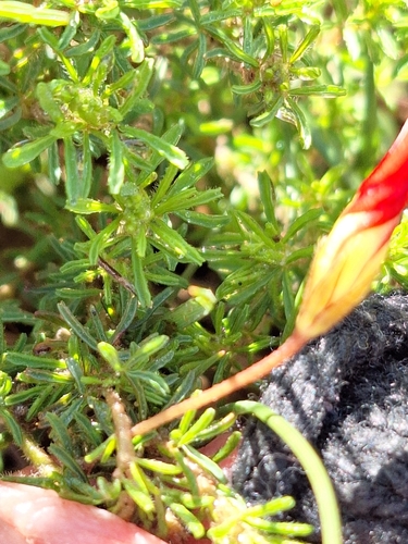 Image of Oxalis tenuifolia by (c) Adele SL, some rights reserved (CC BY)