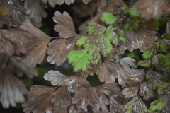 Adiantum concinnum