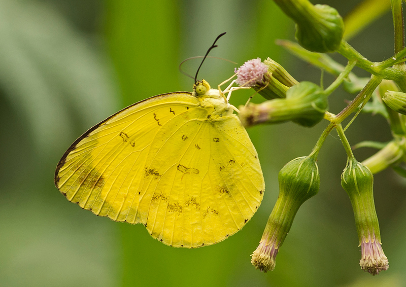 Three-spotted Grass Yellow