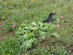 Geum triflorum