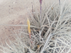 Tillandsia marconae