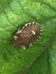 Dyroderes umbraculatus