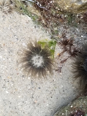 Bunodosoma cavernatum