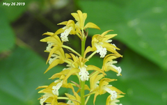 Oreorchis patens