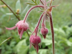 Geum triflorum