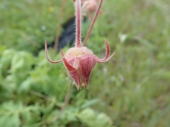 Geum triflorum