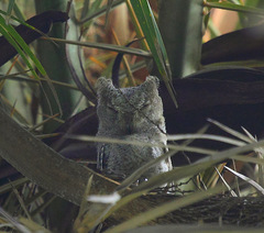 Otus brucei