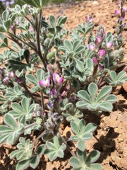 Lupinus concinnus