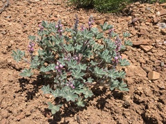 Lupinus concinnus