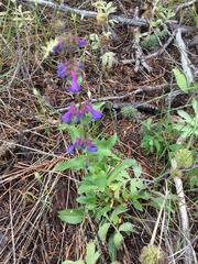 Penstemon pruinosus