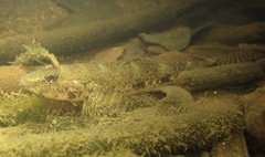 Bearded Flathead Goby photo 2