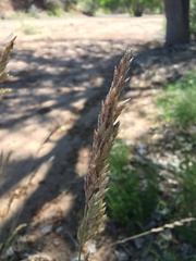 Poa fendleriana