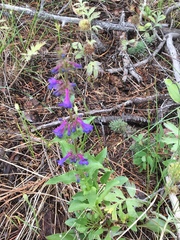 Penstemon pruinosus