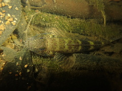 Bearded Flathead Goby photo 3
