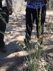 Poa fendleriana