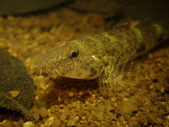 Bearded Flathead Goby photo 4