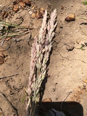Poa fendleriana