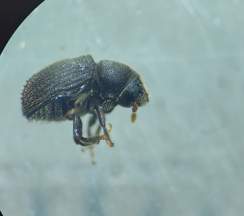 Phloeosinus thujae