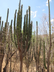 Stenocereus montanus