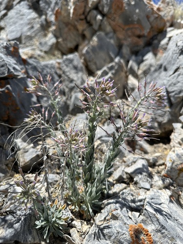 Shockley's rockcress (Boechera shockleyi)