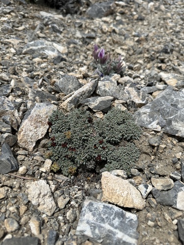 Image of Eriogonum gilmanii by (c) Matt Berger, some rights reserved (CC BY)