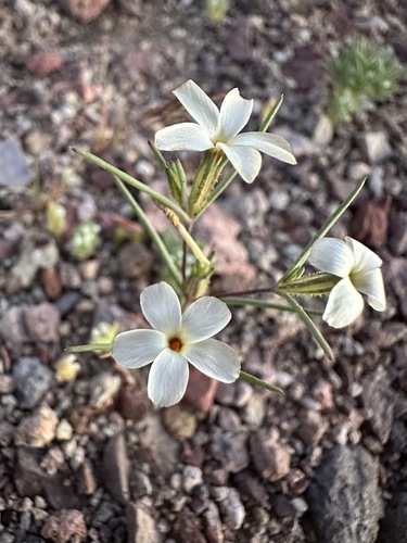 Image of Linanthus jonesii by (c) Matt Berger, some rights reserved (CC BY)