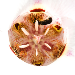 Calochortus venustus