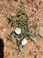 Evolvulus sericeus