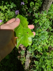 Quercus × leana