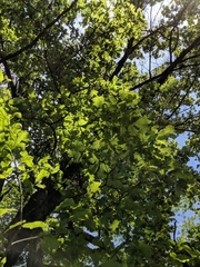 Quercus × leana