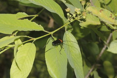 Entomosterna cruentata