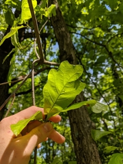 Quercus × leana