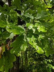 Quercus × leana