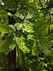 Quercus × leana