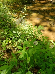 Marshallia trinervia