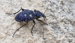 Carabus scabrosus