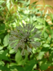 Marshallia trinervia