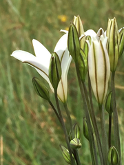 Triteleia peduncularis