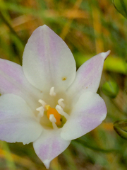 Triteleia peduncularis