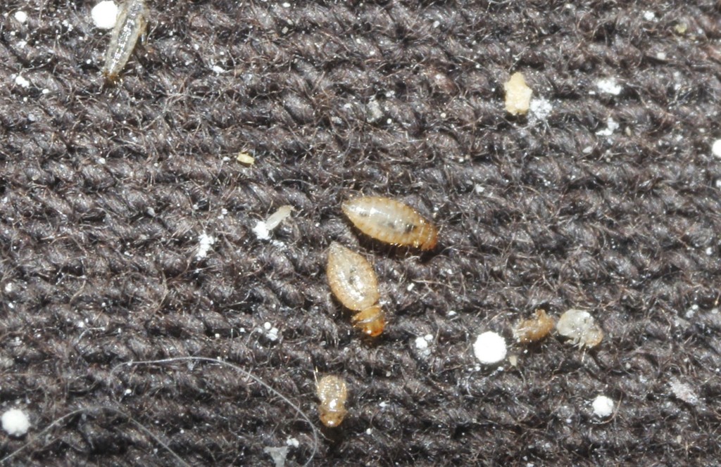 Fowl-louse