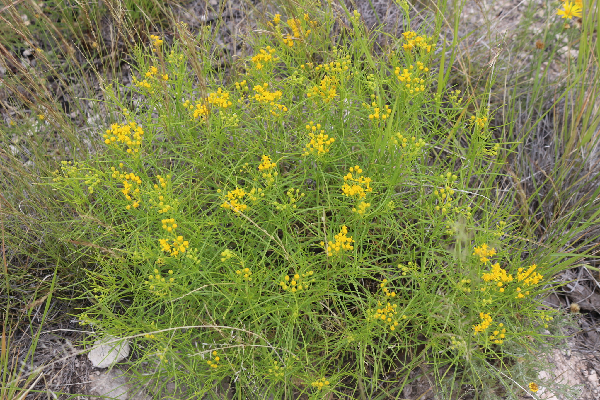 Haploesthes greggii var. texana